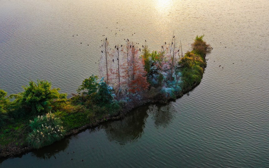 候鳥在湖中心的小島上棲息。熊偉攝