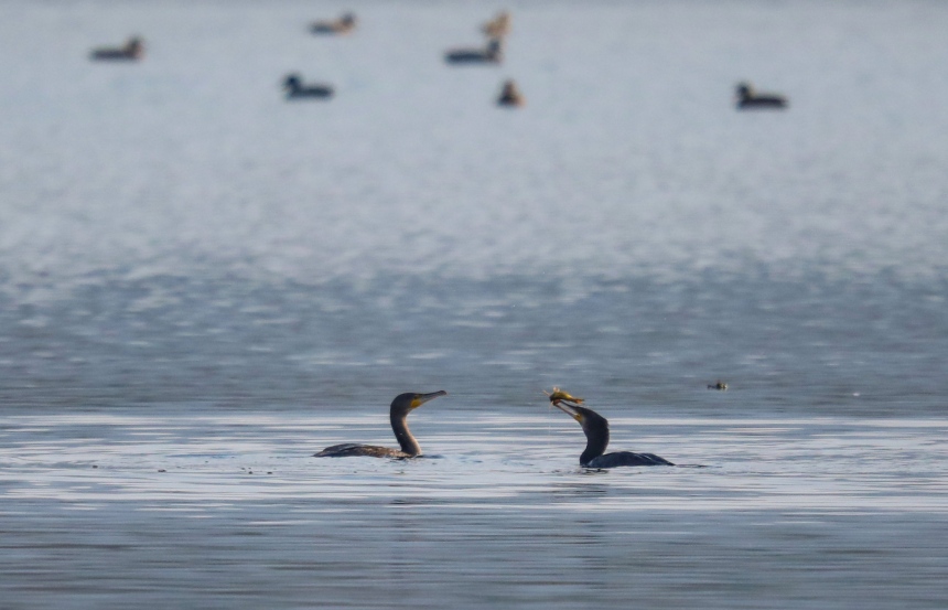 候鳥在覓食。熊偉攝