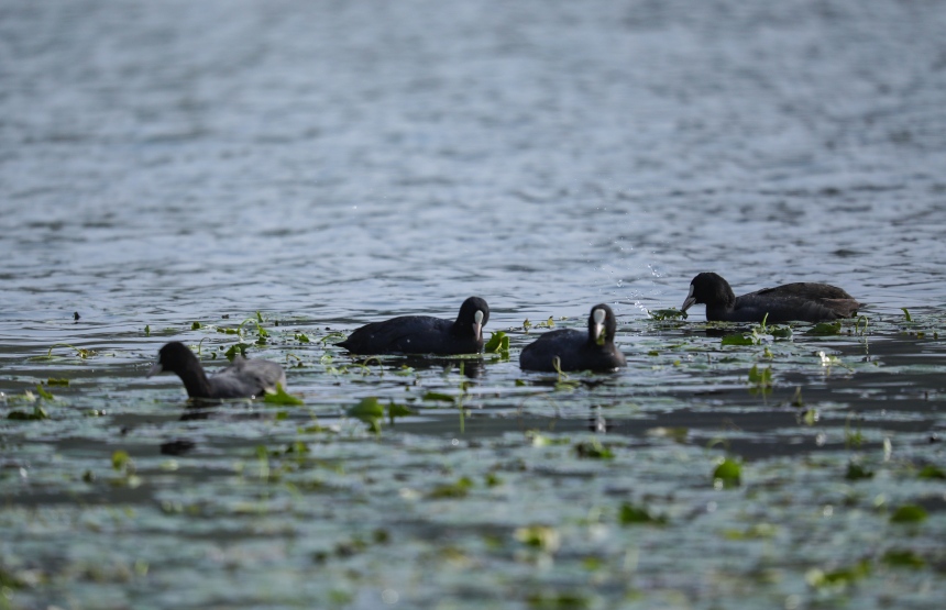 候鳥在荇菜叢中覓食。熊偉攝
