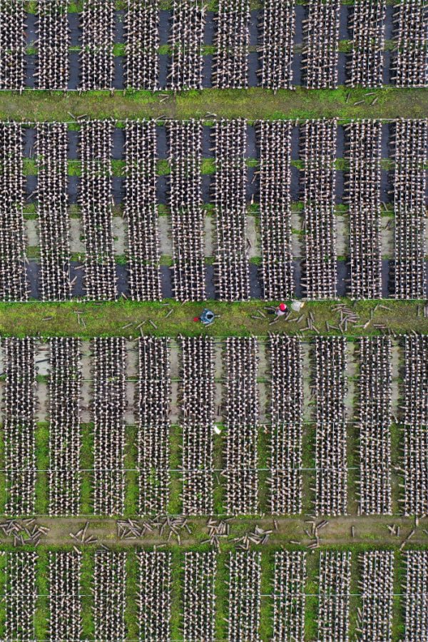 黔江區(qū)石會(huì)鎮(zhèn)食用菌種植基地，工作人員在觀察全桑枝黑木耳的生長(zhǎng)情況。楊敏攝