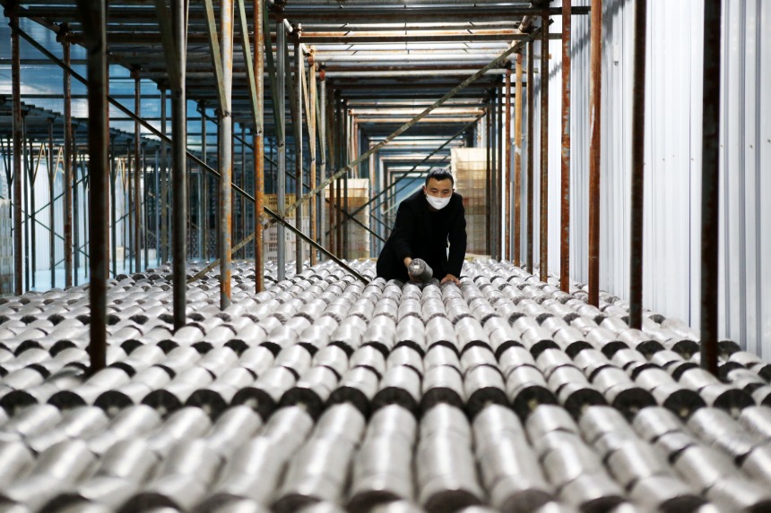 黔江區(qū)石會鎮(zhèn)食用菌種植基地，技術員在觀察黑木耳全桑枝菌棒的菌絲生長情況。楊敏攝