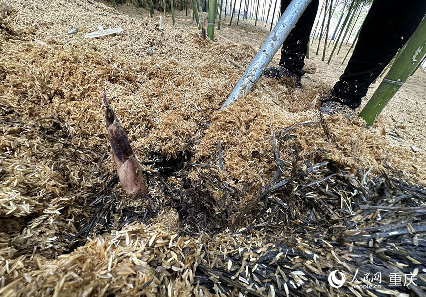 經(jīng)覆蓋后提前2個(gè)月出土的雷竹筍。人民網(wǎng) 劉政寧攝