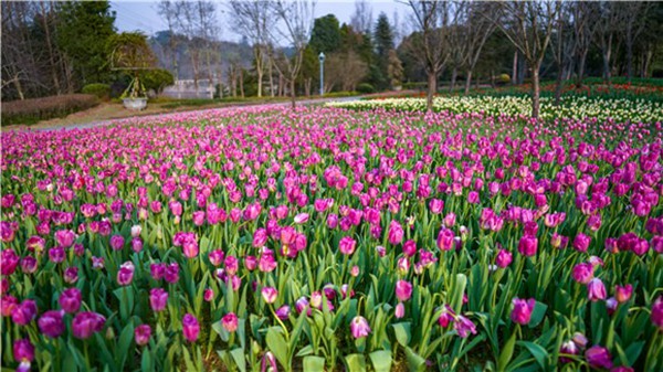 長(zhǎng)壽湖第一批郁金香綻放。許林?jǐn)z