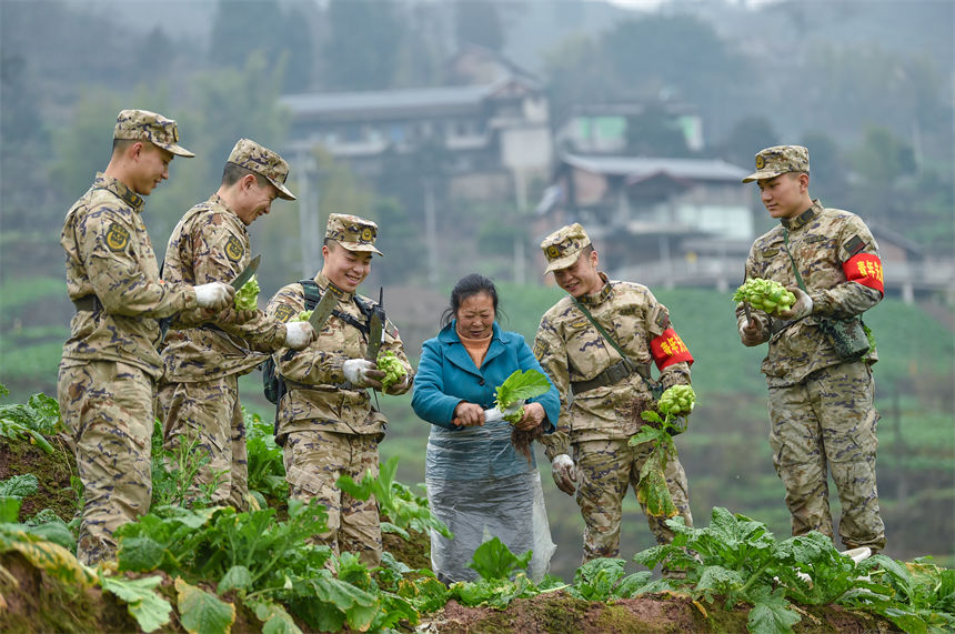 2月9日，武警重慶總隊執(zhí)勤第四支隊官兵幫助駐地群眾搶收青菜頭。唐志勇攝