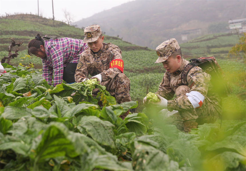 2月9日，在重慶涪陵區(qū)百勝鎮(zhèn)齊曲村，武警重慶總隊執(zhí)勤第四支隊官兵正在幫助村民搶收青菜頭。李易聰攝