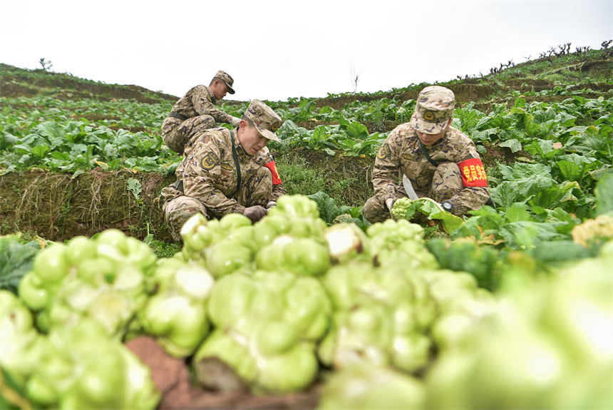 2月9日，在重慶涪陵區(qū)百勝鎮(zhèn)齊曲村，武警重慶總隊執(zhí)勤第四支隊官兵正在幫助村民搶收青菜頭。唐志勇攝