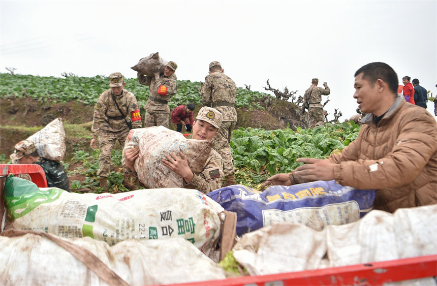 2月9日，在重慶涪陵區(qū)百勝鎮(zhèn)齊曲村，武警重慶總隊執(zhí)勤第四支隊官兵正在幫助村民搶收青菜頭。唐志勇攝