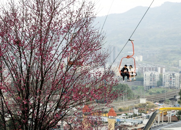 游客坐索道賞花踏青。景區(qū)供圖