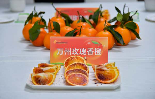 口感、品相俱佳的萬州玫瑰香橙。付作橋攝