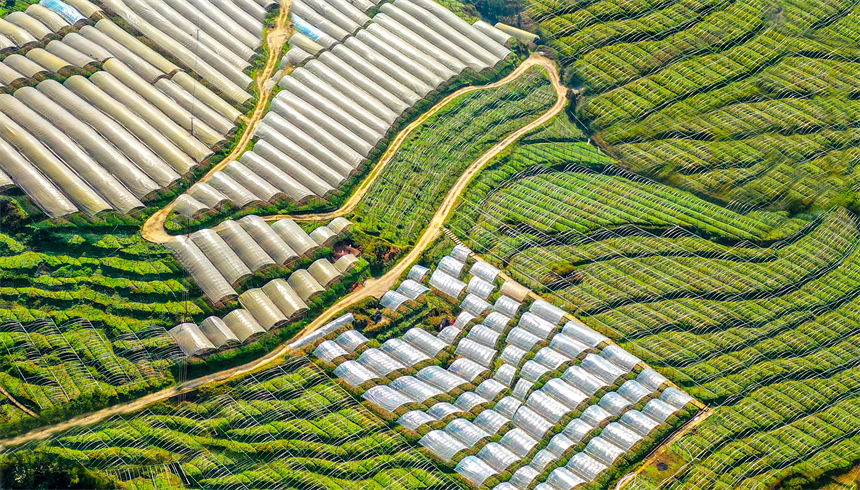 俯瞰重慶萬盛經(jīng)開區(qū)黑山鎮(zhèn)南門村大棚獼猴桃、瓜果基地。曹永龍攝