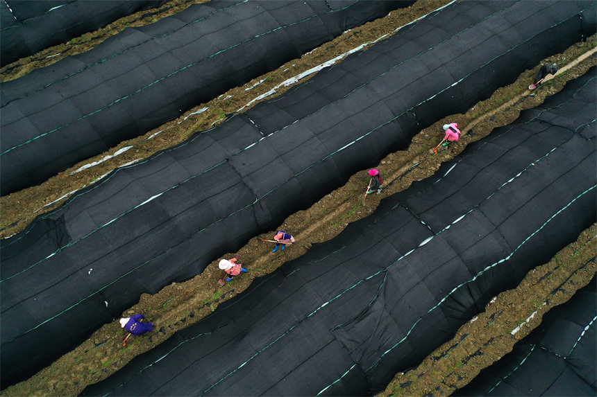 重慶市黔江區(qū)馬喇鎮(zhèn)杉樹(shù)村村民在羊肚菌種植基地疏浚水溝。楊敏攝