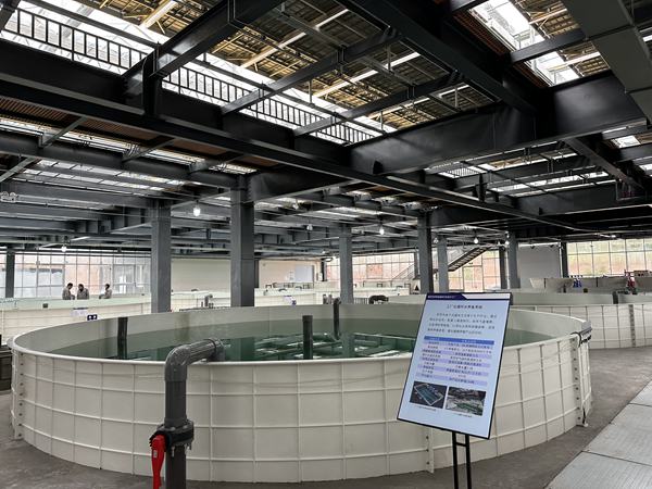 養(yǎng)殖池內(nèi)魚兒游弋。黃亞輝攝