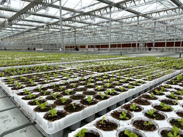 進行蔬菜裝杯。黃亞輝攝