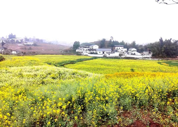 秀麗鄉(xiāng)村美如畫 多彩油菜花似海。徐雯瑄攝