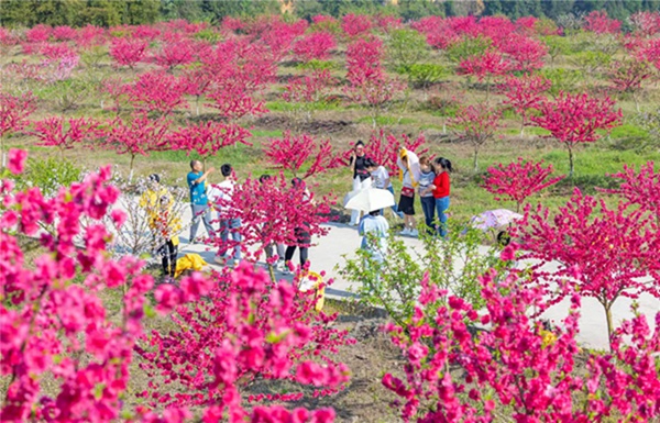 金田桃花扮靚春日。劉紀湄攝