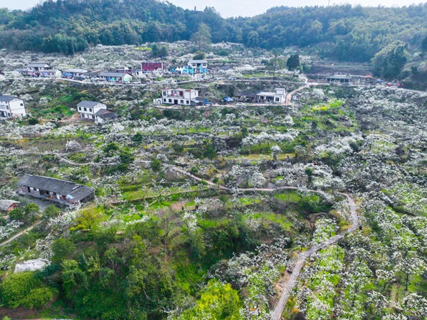 大足李花?；顒臃焦﹫D