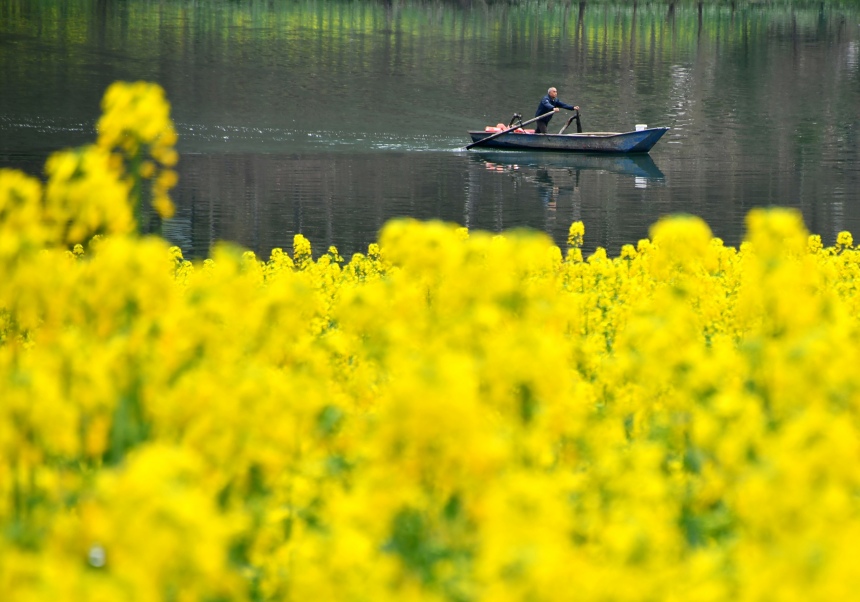 重慶市黔江區(qū)阿蓬江沿岸的油菜花。張瑜洋攝