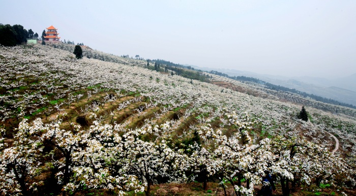往年放牛坪梨花盛開場景。茨竹鎮(zhèn)供圖