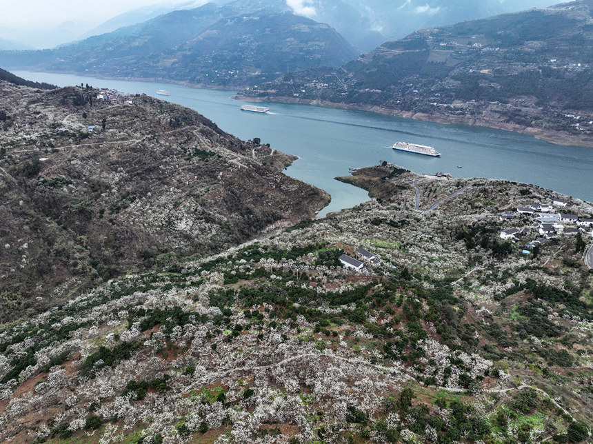 重慶巫山縣曲尺鄉(xiāng)長(zhǎng)江兩岸雪白的李花。王正坤攝