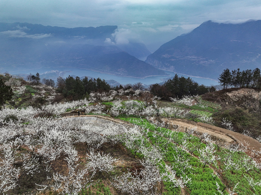 李花裝扮下的瞿塘峽。王正坤攝