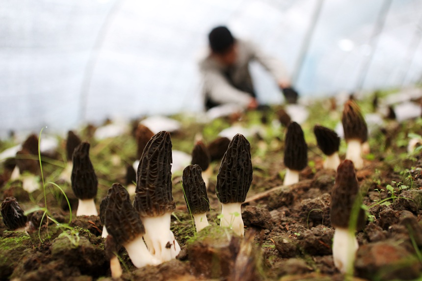 村民在羊肚菌種植基地勞作。楊敏攝