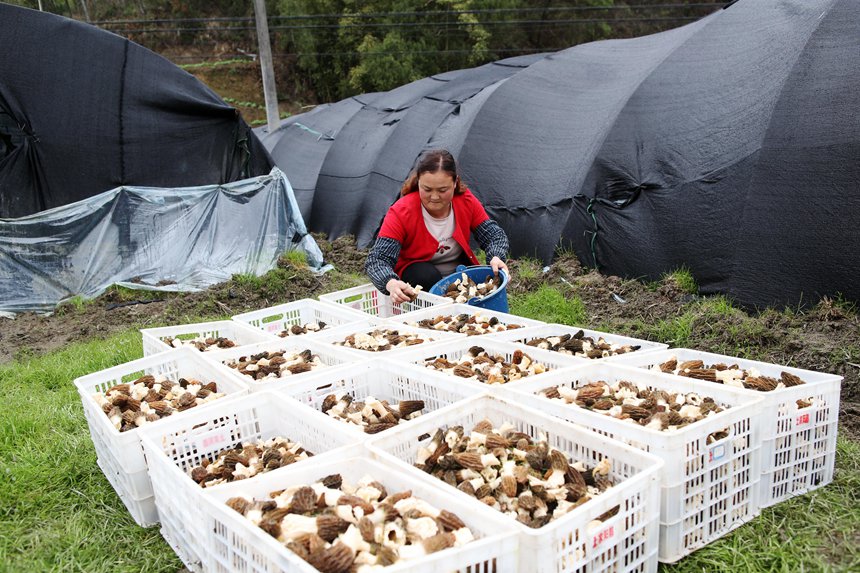 村民將采收的羊肚菌裝箱。楊敏攝