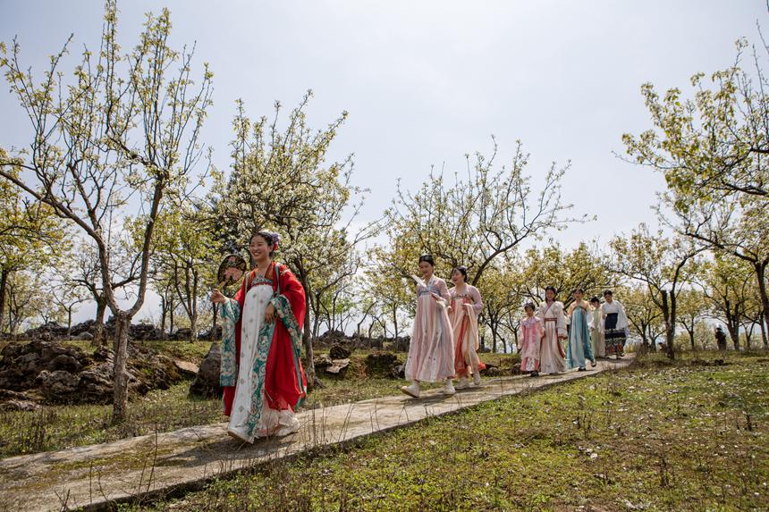 游客們身著古裝暢游梨園。胡程攝