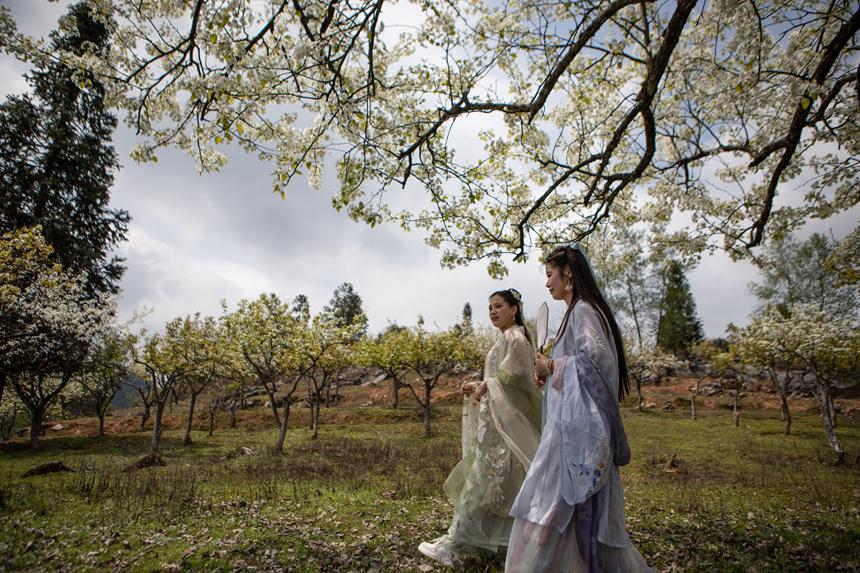 游客們身著古裝暢游梨園。胡程攝