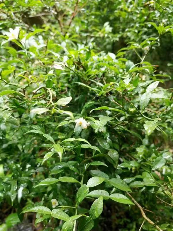 宜昌橙。重慶市林業(yè)局供圖