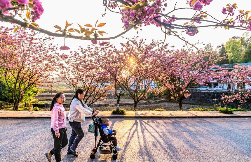 村民行走在櫻花盛開的村道上。瞿明斌攝