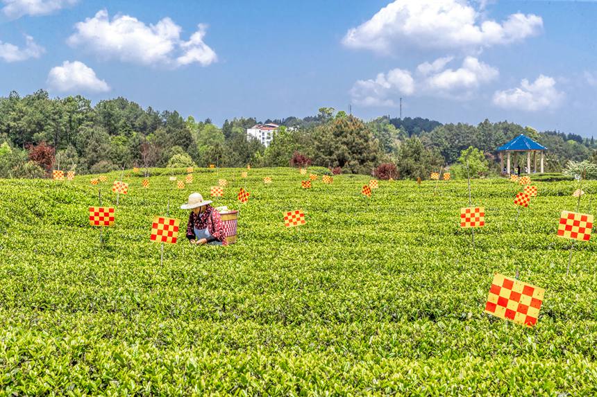 綠色生態(tài)茶園穿上了“花衣”。瞿明斌攝