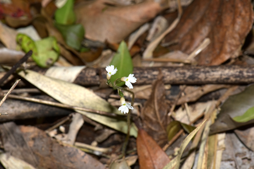 中華叉柱蘭。周厚林?jǐn)z