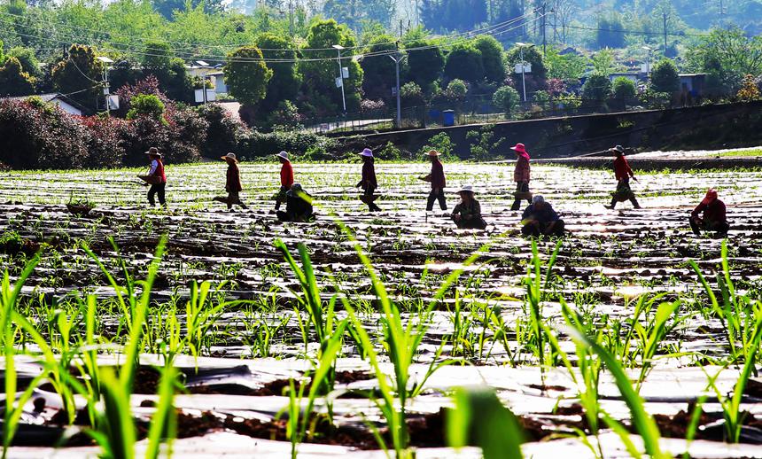 村民正在移栽有機(jī)高粱苗。向曉秋攝
