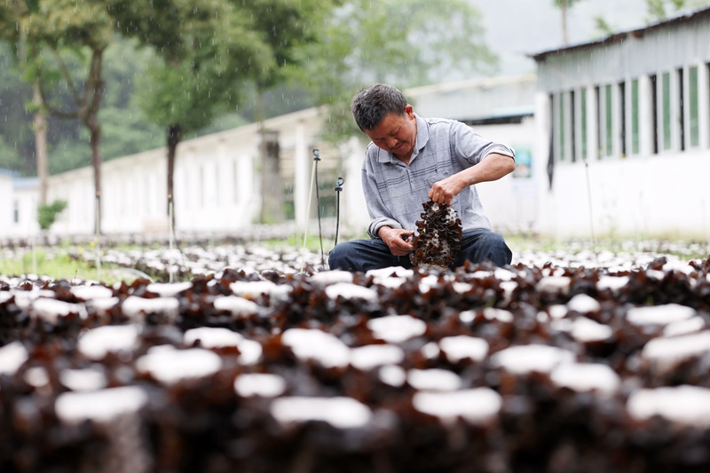 村民在采摘黑木耳。楊敏攝
