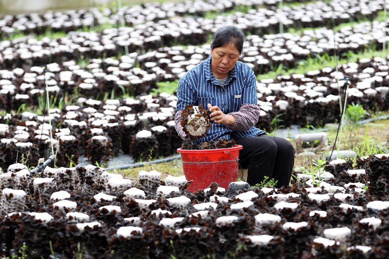 村民在采摘黑木耳。楊敏攝