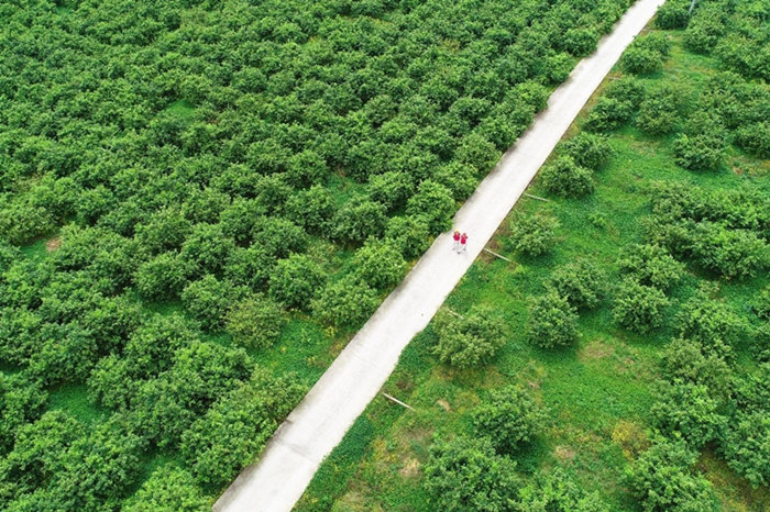 國網(wǎng)重慶銅梁供電公司員工在檸檬基地巡視供電線路。顏玲莉攝