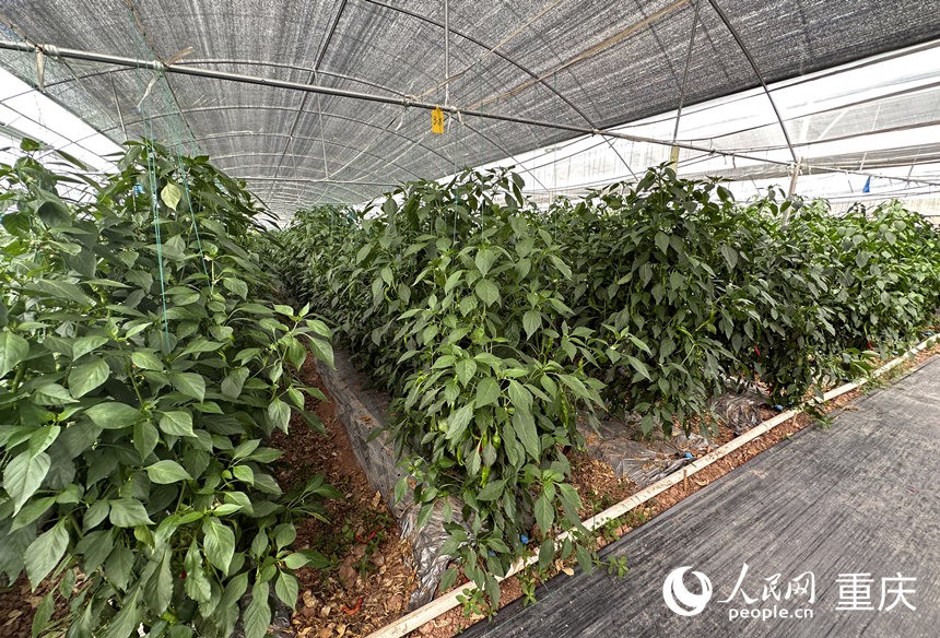侶俸“巴岳農(nóng)莊”設(shè)施蔬菜科技園內(nèi)作物長勢良好。人民網(wǎng)記者 劉政寧攝