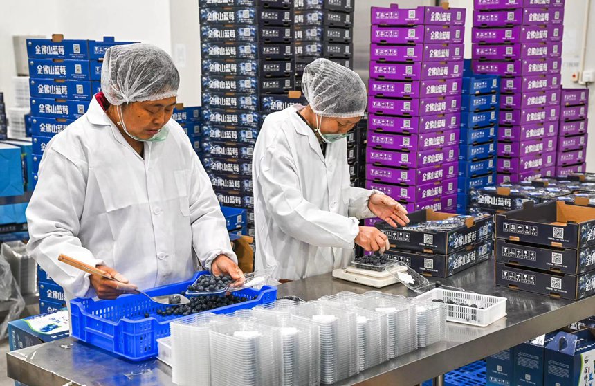 工人在分揀新剛采收的藍莓。甘昊旻攝