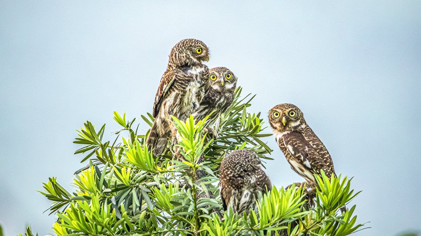 金佛山國家自然保護區(qū)里嬉戲的斑頭鵂鹠幼鳥。瞿明斌攝