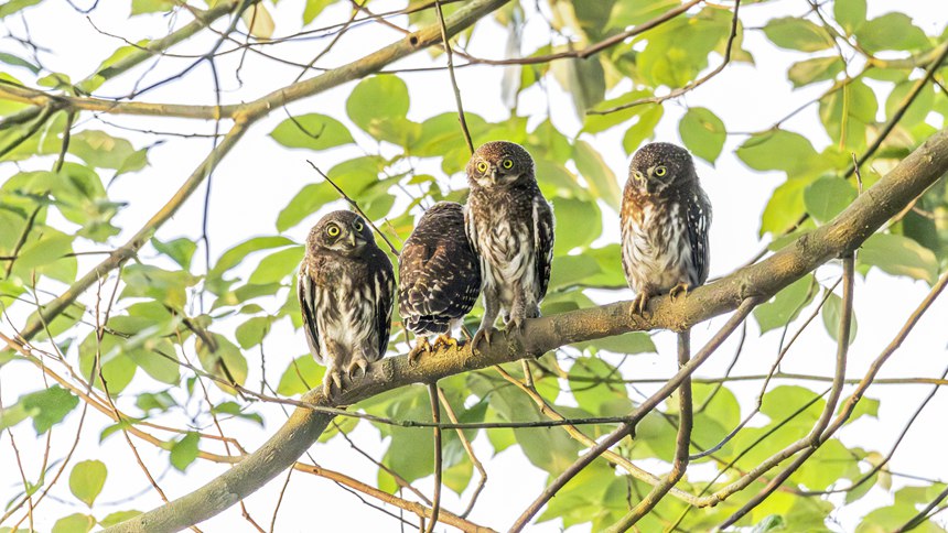 金佛山國(guó)家自然保護(hù)區(qū)里嬉戲的斑頭鵂鹠幼鳥(niǎo)。瞿明斌攝
