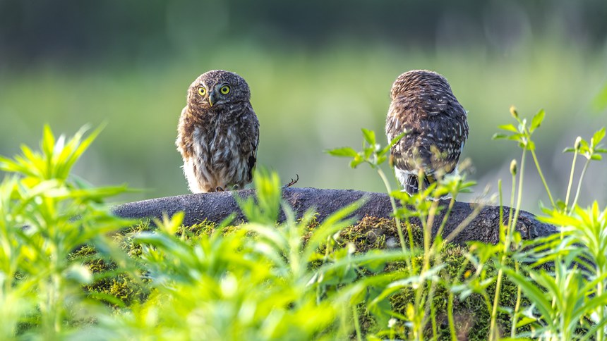 金佛山國(guó)家自然保護(hù)區(qū)里嬉戲的斑頭鵂鹠幼鳥(niǎo)。瞿明斌攝