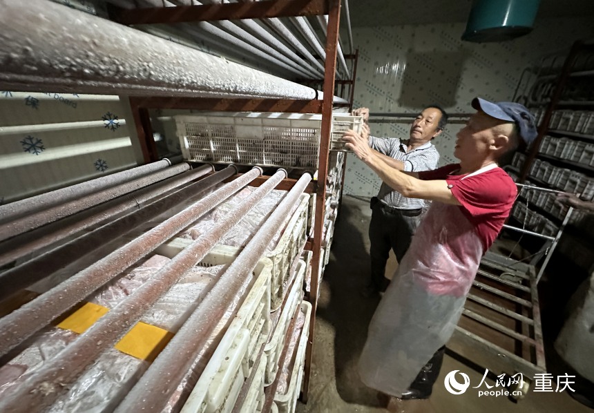 工作人員將處理好的家禽搬運至凍庫進行冷凍。 人民網(wǎng)記者 劉政寧攝