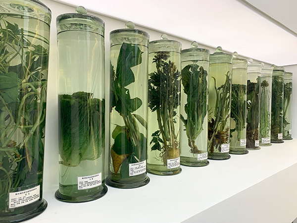 武隆高山蔬菜研究所里陳列的高山蔬菜標(biāo)本。許琳珮攝