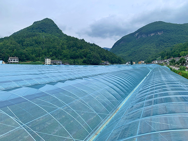 一眼望不到頭的現(xiàn)代化蔬菜大棚。許琳珮攝