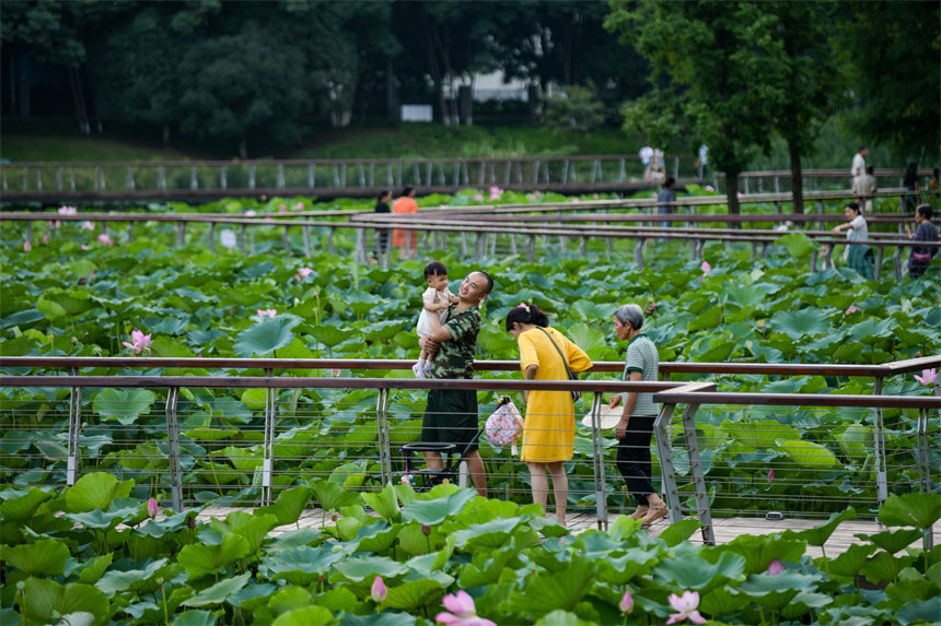 南岸區(qū)疊水公園夏荷盛開，吸引了眾多市民、游客前來賞荷。郭旭攝