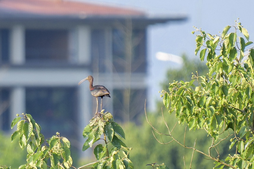 彩鹮停留在枝頭。余懷先攝