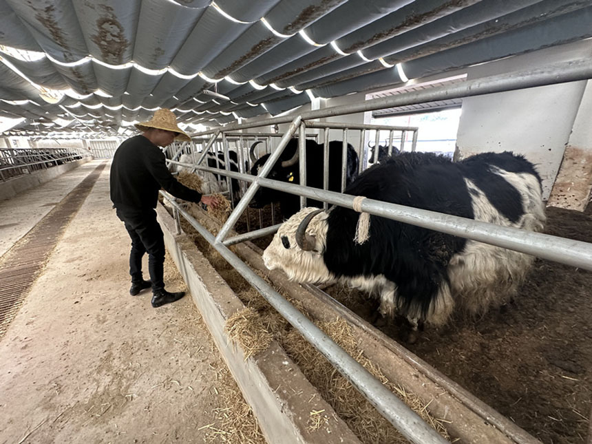工作人員在給牦牛投喂草料。劉政寧攝