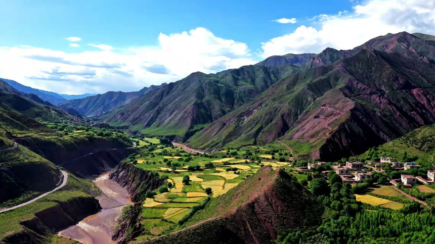 秋收時(shí)節(jié)的金色察雅。察雅縣融媒體中心拍攝