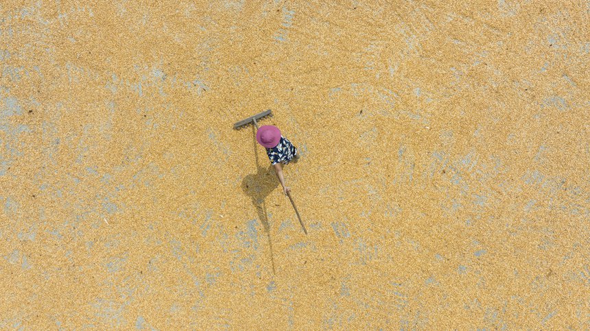 村民正在忙著曬秋。胡程攝