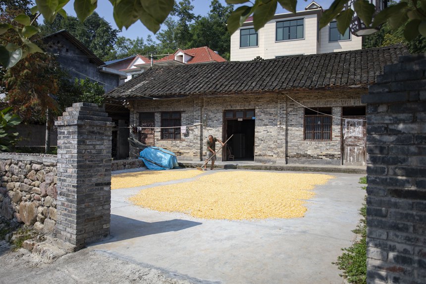 村民正在忙著曬秋。胡程攝